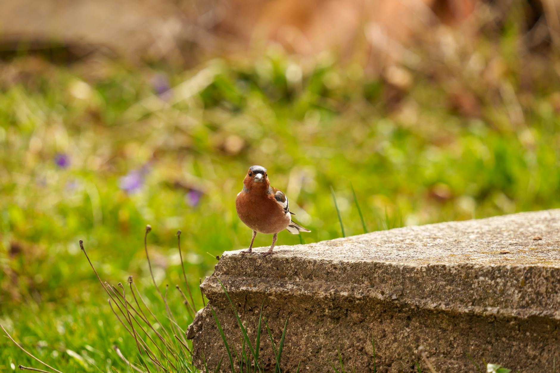 Common Problems When Learning From Baby Sign Language Pictures
