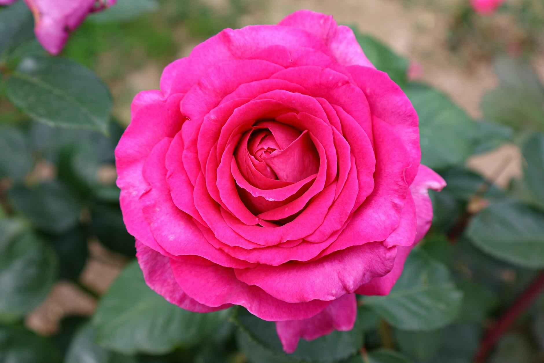 What Are the First Baby Sign Language Words Most Babies Learn?