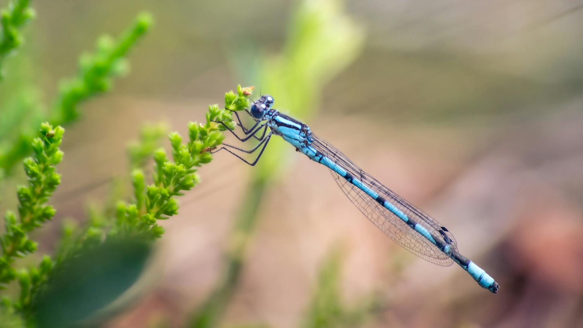 What Are the Most Common Baby Sign Language Words and Why?