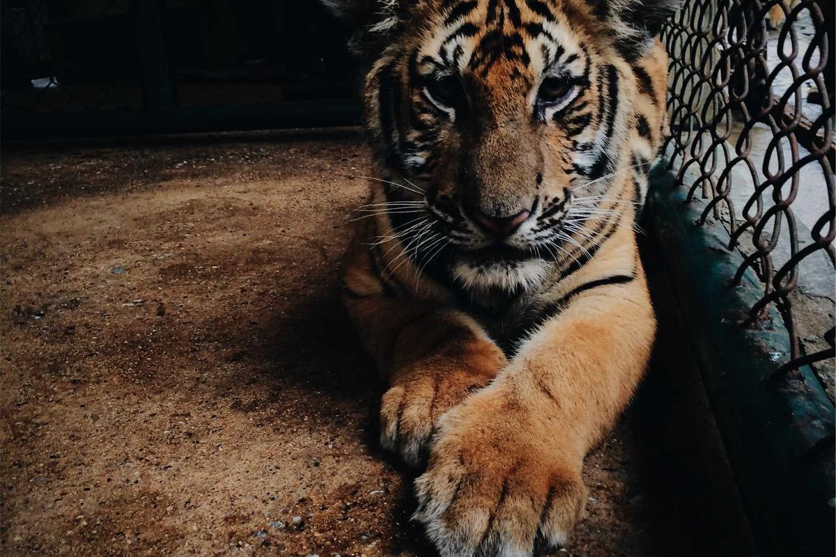 Addressing Common Parent Concerns and Myths