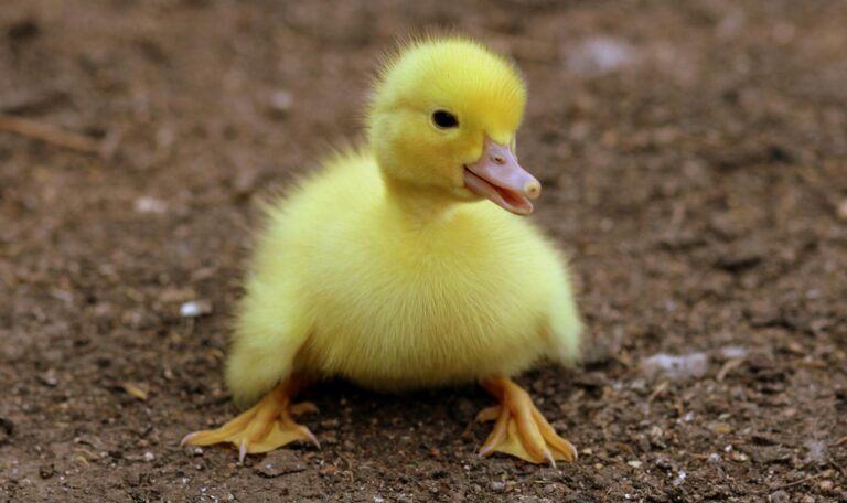 Baby Sign Language Animal Signs - Featured image