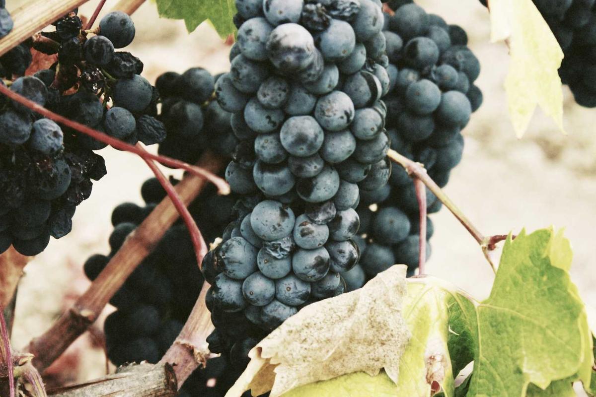 How to Start Signing at Home With Your Late Talker