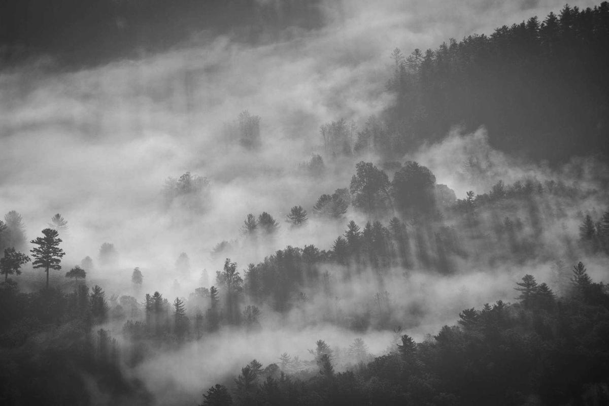 Understanding the Role of Context and Timing in Sign Adoption