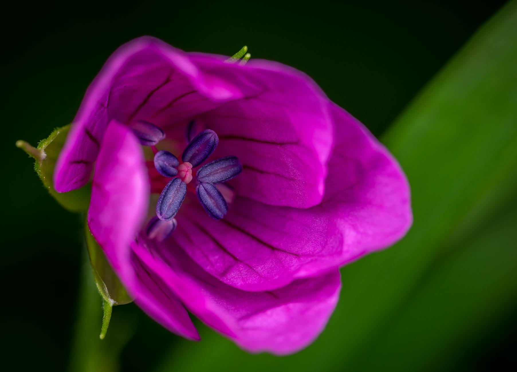 Where to Find Free Baby Sign Language Videos Online