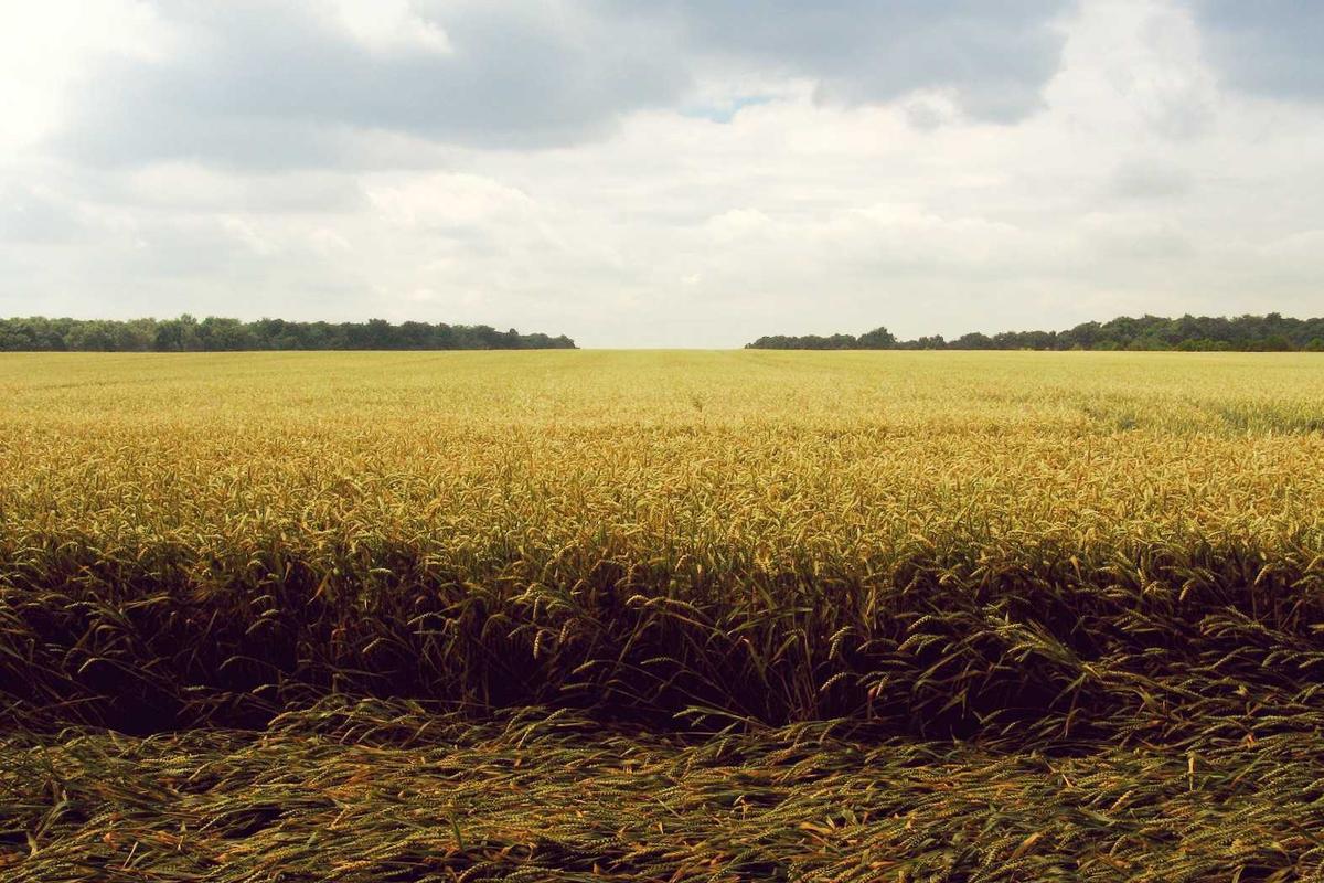 Why Is Baby Sign Language Trending Now?