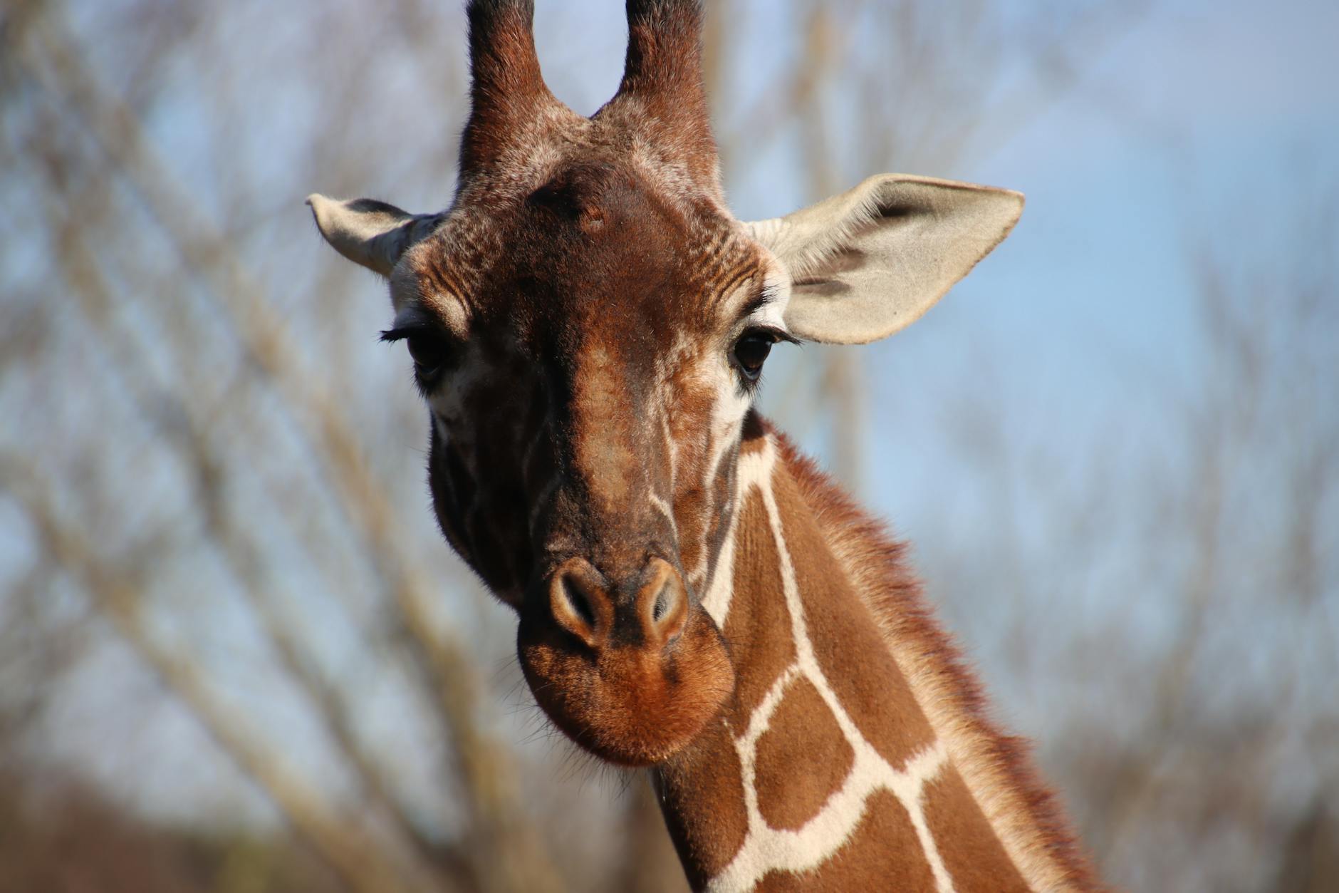 How Long Does It Actually Take to Learn Sign Language at Home?