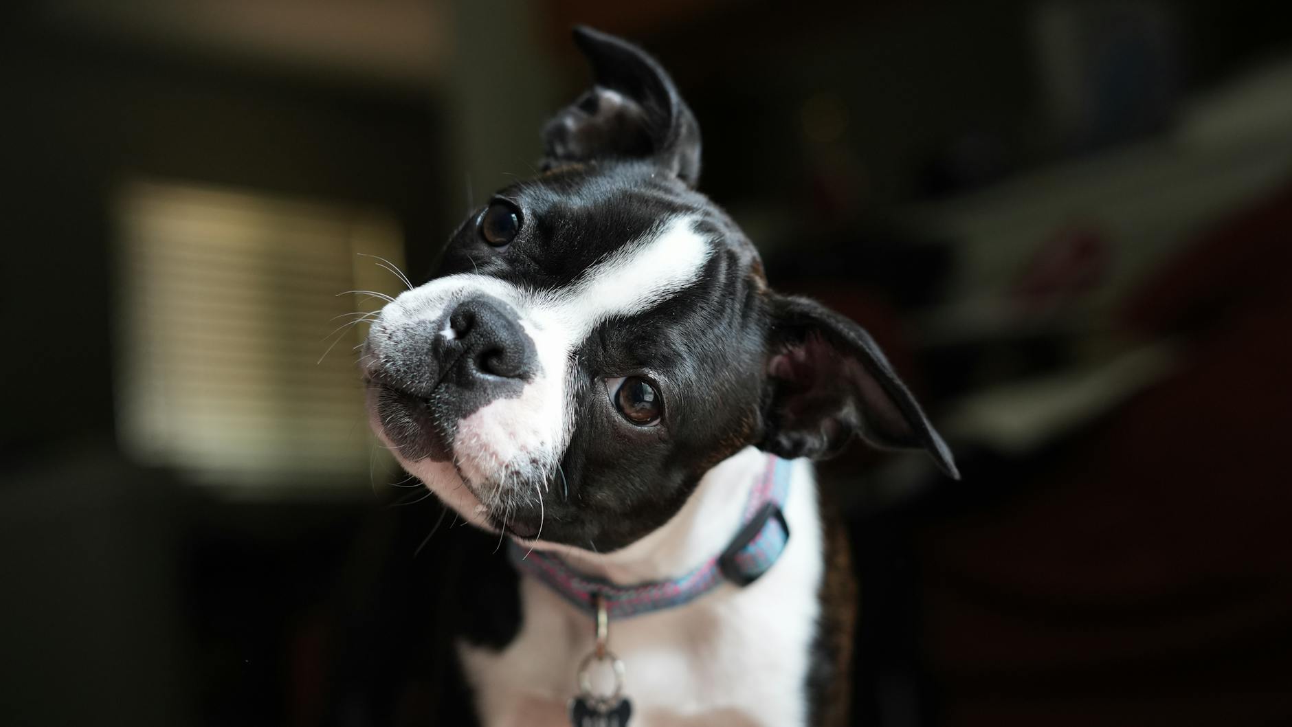 Rhetorical Questions and Head Tilt Variations