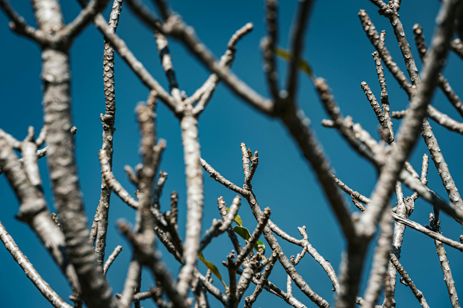 Why Are Classifiers Such a Unique Part of ASL Grammar?