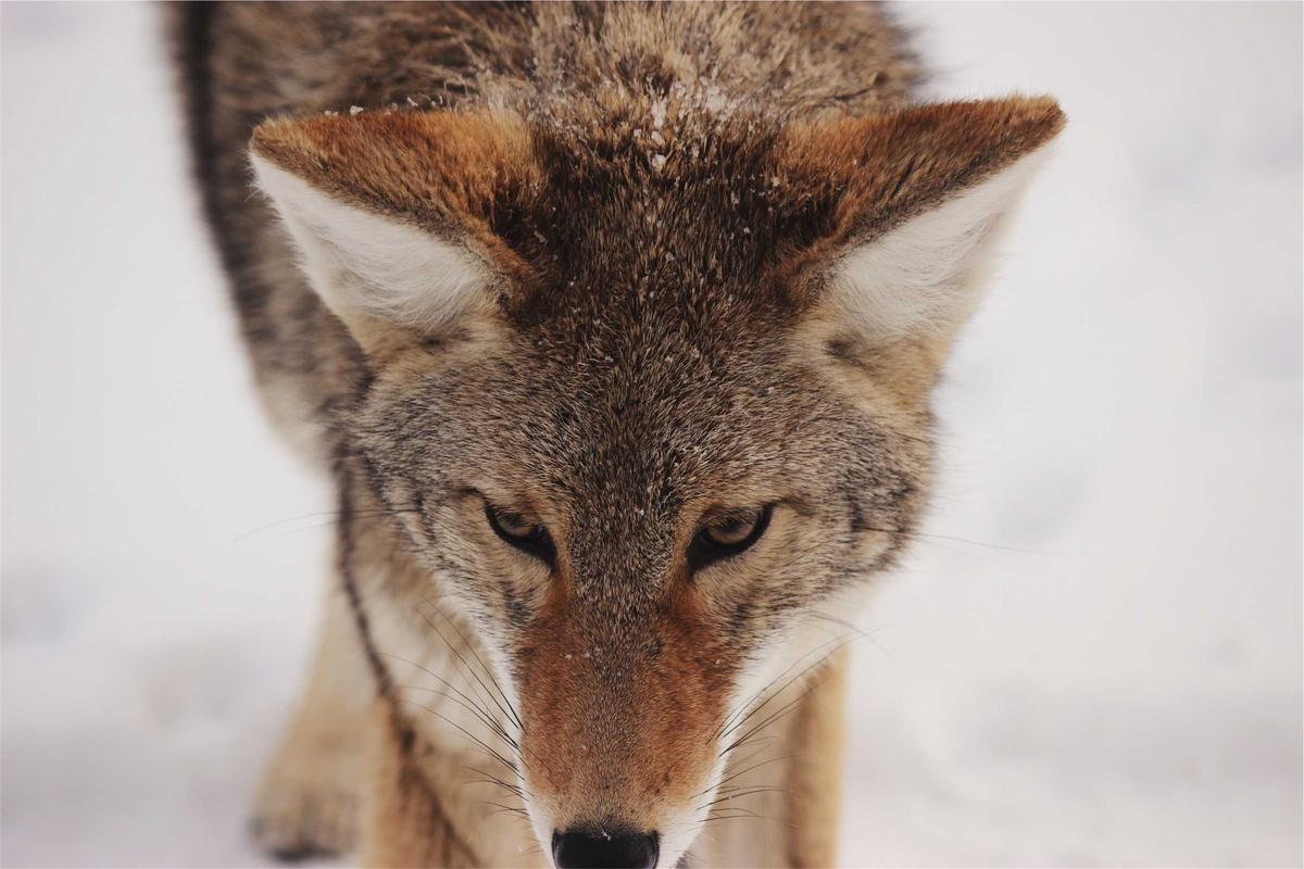 What Are the Risks When Communication Breaks Down in Veterinary Care?
