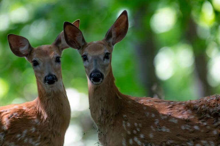Fawn Rescued From Levee Trap: How Rescue Team Saved Young Deer - Featured image
